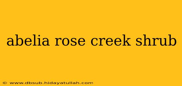 abelia rose creek shrub