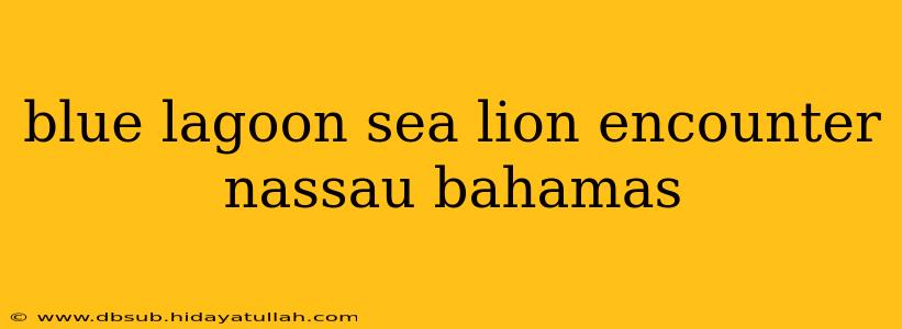 blue lagoon sea lion encounter nassau bahamas