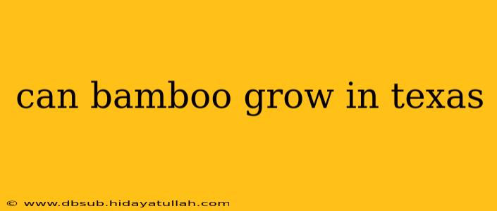 can bamboo grow in texas