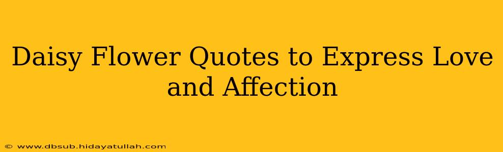 Daisy Flower Quotes to Express Love and Affection