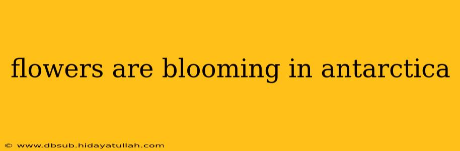 flowers are blooming in antarctica