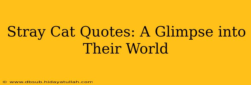 Stray Cat Quotes: A Glimpse into Their World