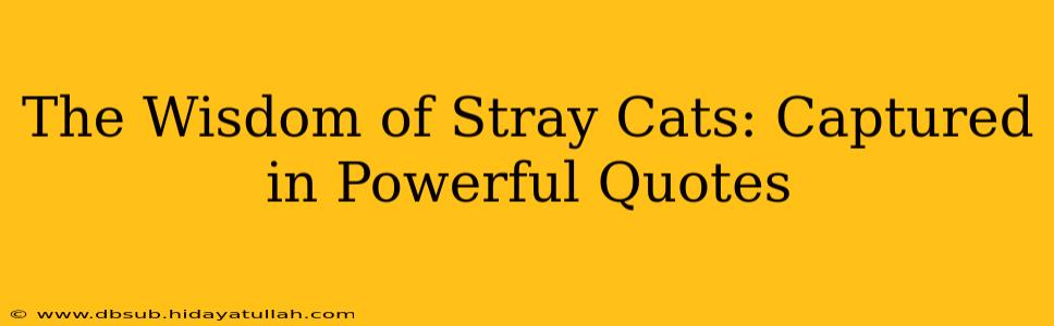 The Wisdom of Stray Cats: Captured in Powerful Quotes
