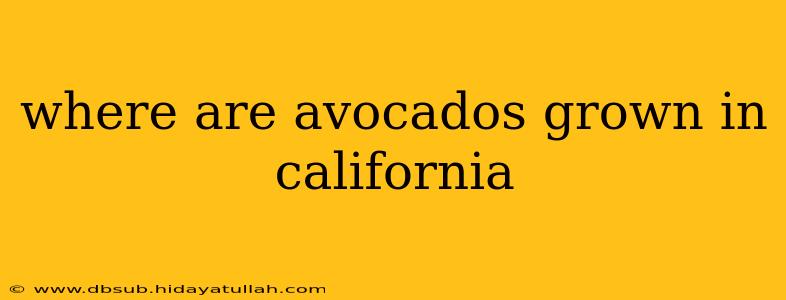 where are avocados grown in california
